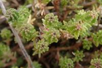 Sedum sexangulare