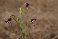 Scrophularia canina
