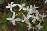 Clematis flammula