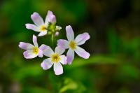 Hottonia palustris