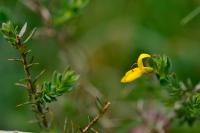 Genista anglica