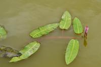 Persicaria amphibia