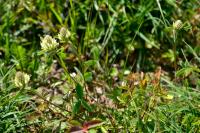 Trifolium ochroleucon