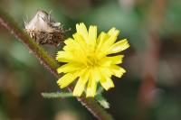 Picris hieracioides