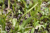 Ophioglossum vulgatum