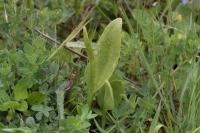 Ophioglossum vulgatum