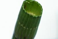 Equisetum fluviatile