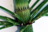 Equisetum fluviatile