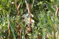 Equisetum arvense
