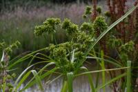 Cyperus eragrostis