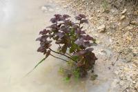 Mentha aquatica