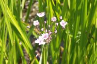 Butomus umbellatus