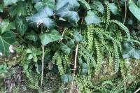 Asplenium trichomanes