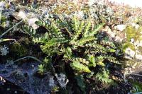 Asplenium ceterach