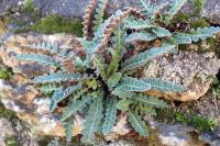 Asplenium ceterach