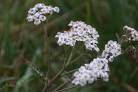 Achillea millefolium