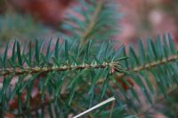 Picea abies