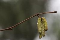 Corylus avellana