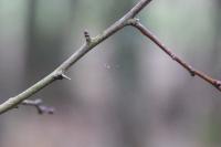 Crataegus monogyna