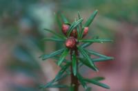 Picea abies