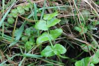 Helosciadium nodiflorum