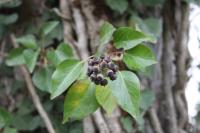 Hedera helix
