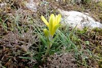 Gagea bohemica