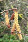 Corylus avellana