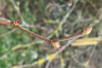 Corylus avellana