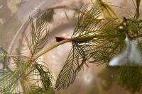 Myriophyllum spicatum