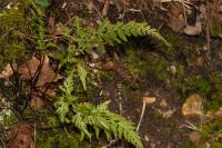 Asplenium adiantum-nigrum