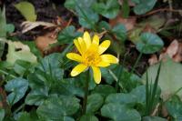 Ficaria verna