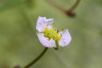 Alisma lanceolatum