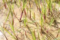 Echinochloa crus-galli