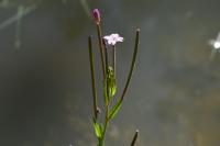 Epilobium tetragonum