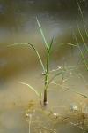 Echinochloa crus-galli
