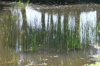 Schoenoplectus lacustris