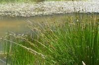 Juncus conglomeratus