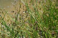 Juncus acutiflorus