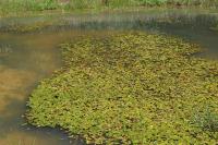 Potamogeton natans