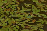 Potamogeton natans