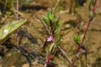 Lythrum hyssopifolia