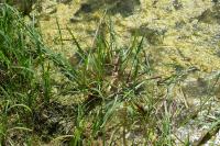 Echinochloa crus-galli