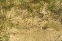Eleocharis palustris