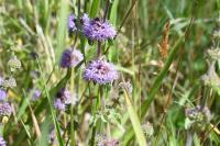 Mentha pulegium