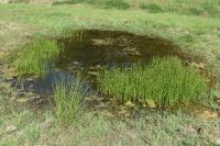 Eleocharis palustris