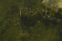 Myriophyllum spicatum