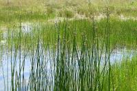 Schoenoplectus lacustris