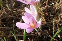 Colchicum autumnale