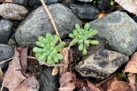 Sedum rubens